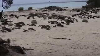 Couple Spied On While Fucking On The Beach