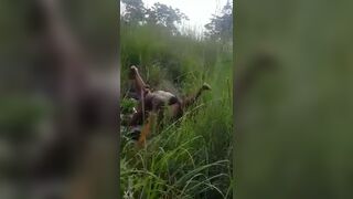 Caught Fucking In The Bush