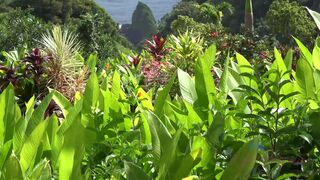 Virtual Vacation In Hawaii With Rococo Royalle Part 5